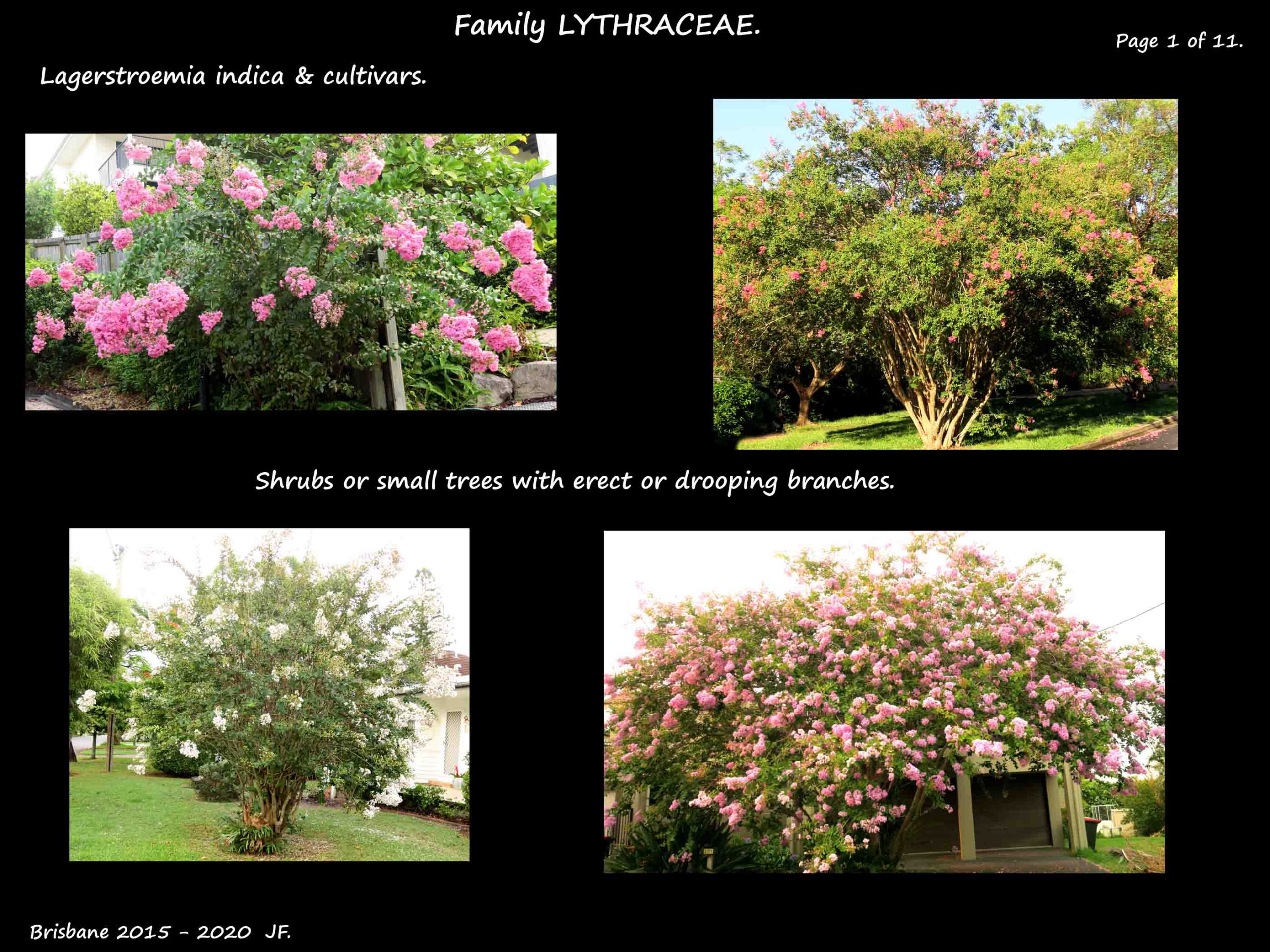 1 Crepe myrtle trees & shrubs